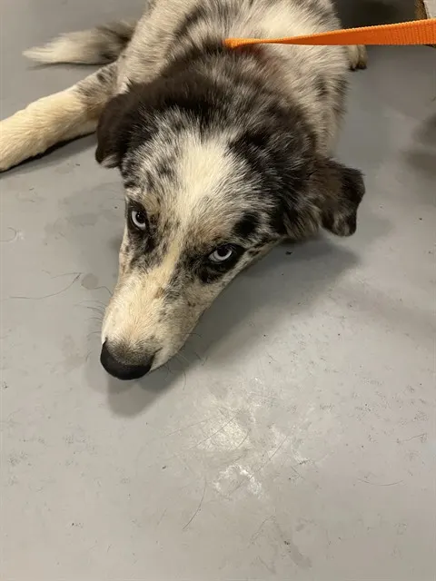 Marble