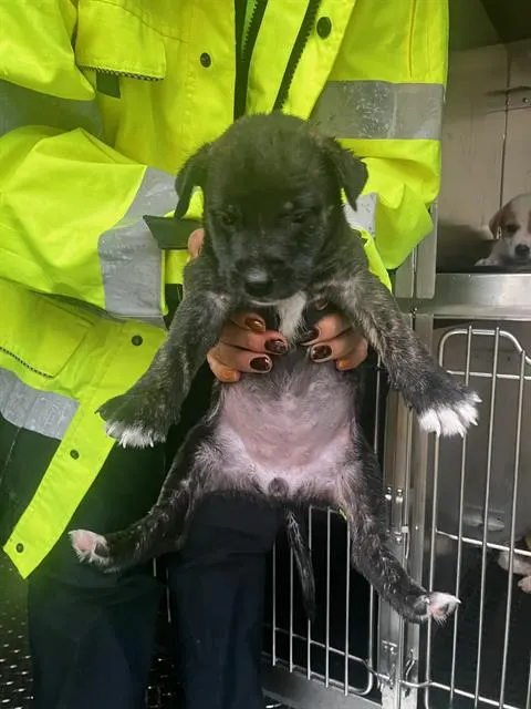 Pup4
