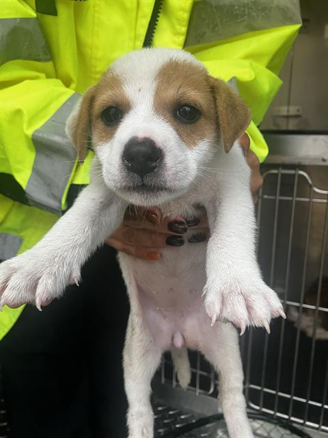 Pup1