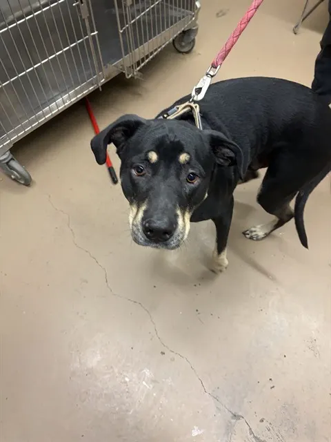 Adoptable Dog