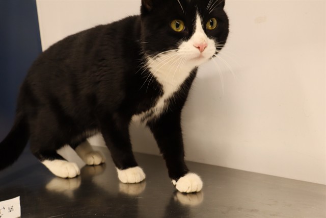 Adoptable Cat