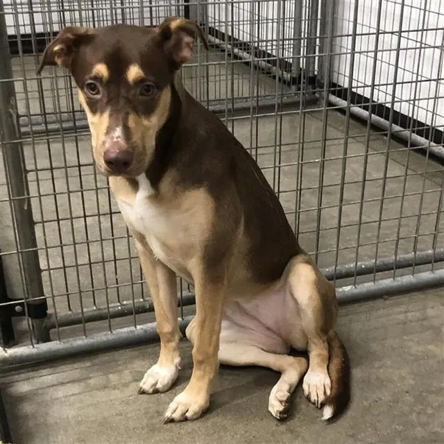 Adoptable Dog