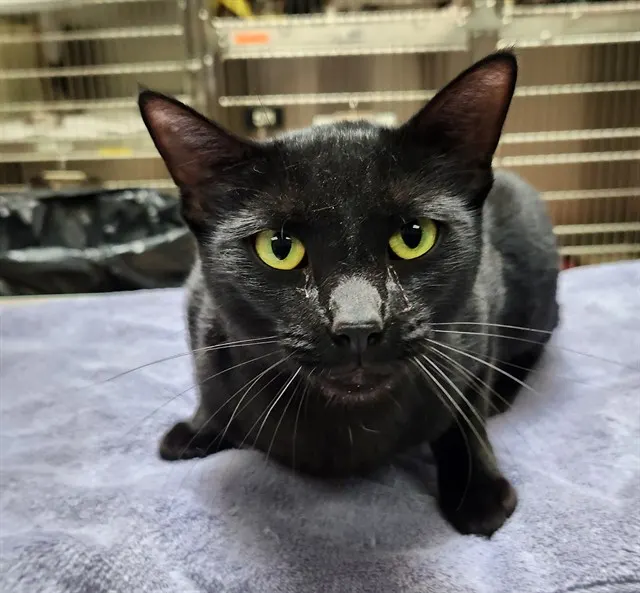 Salem