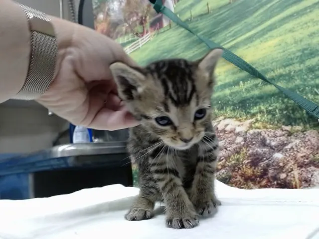 Adoptable Cat