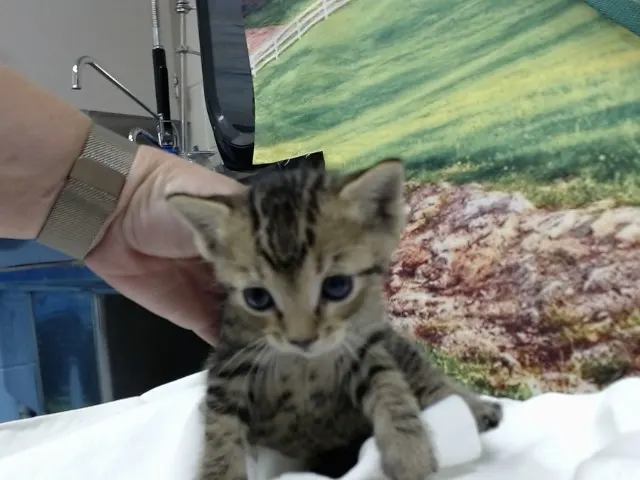 Adoptable Cat