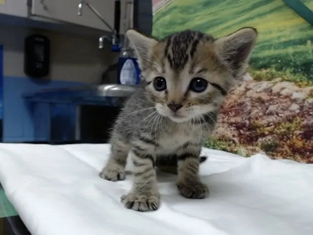 Adoptable Cat