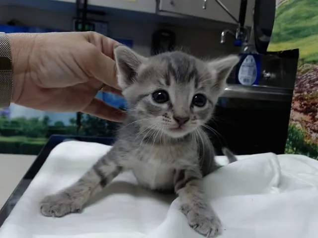 Adoptable Cat