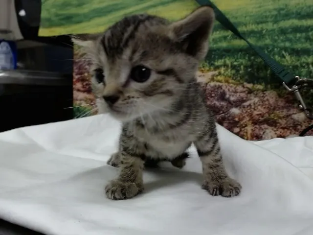 Adoptable Cat