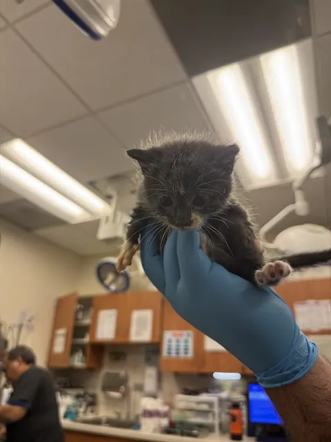 Truffles