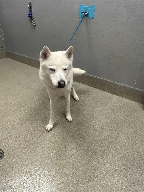 Snowball