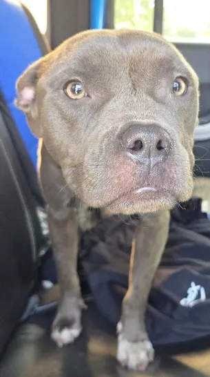 Adoptable Dog