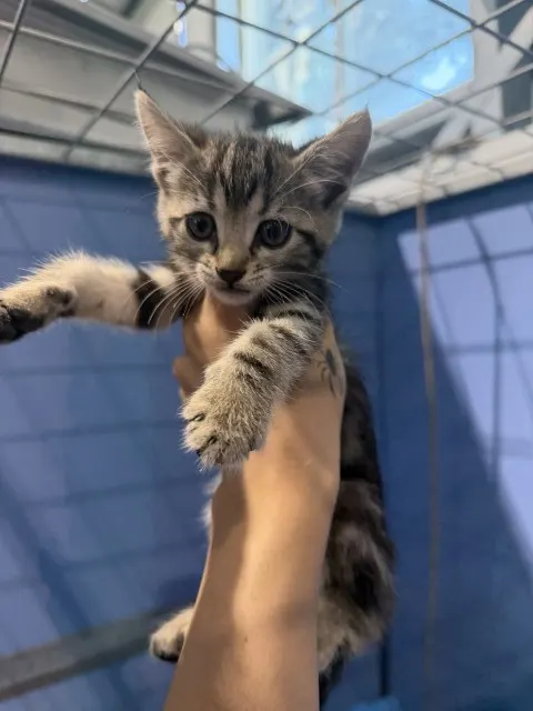 Allie
