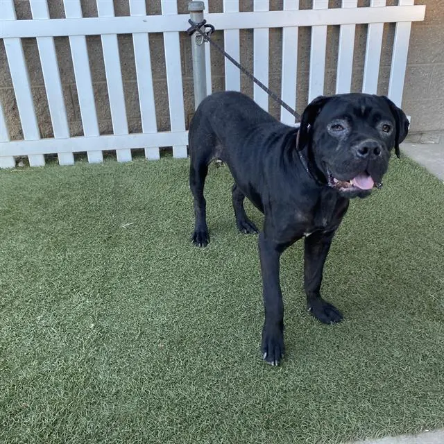 Adoptable Dog
