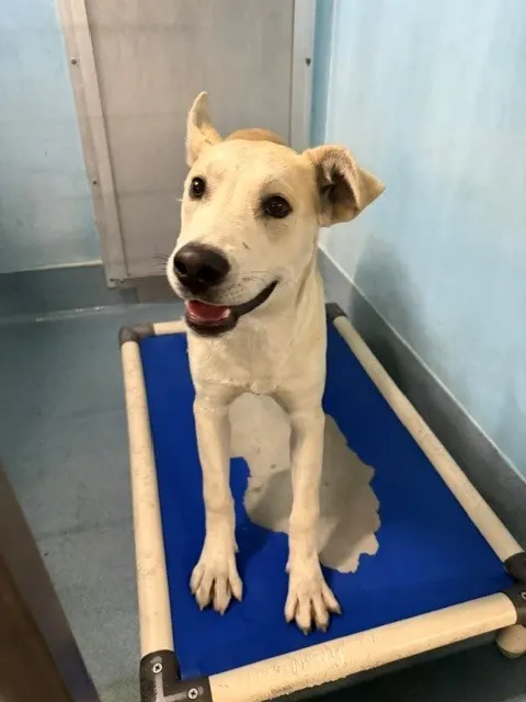 Adoptable Dog
