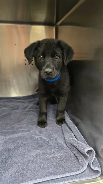 Baby Billy