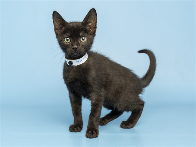 Binx