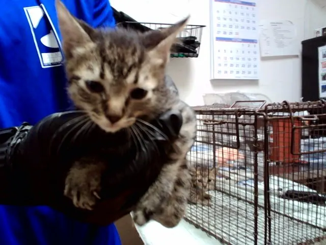Adoptable Cat