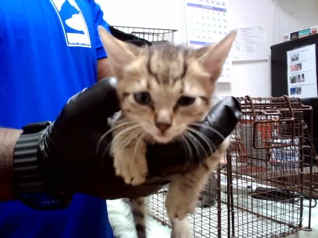 Adoptable Cat