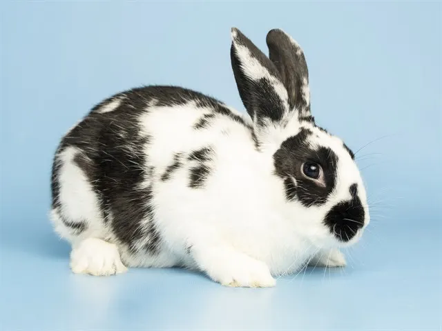 Bunbun