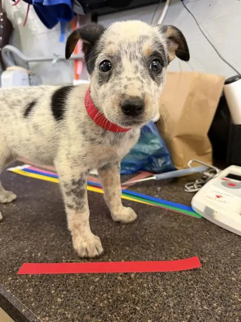 Adoptable Dog