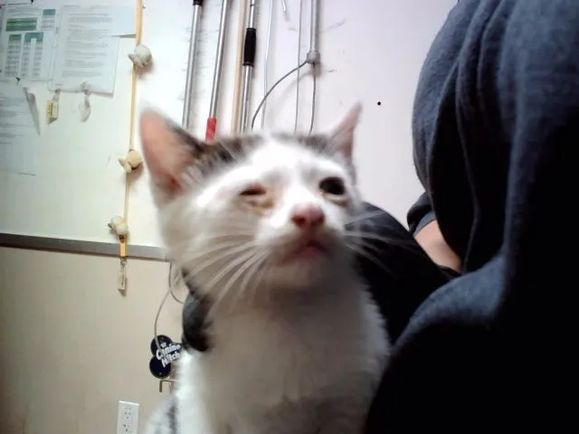 Adoptable Cat
