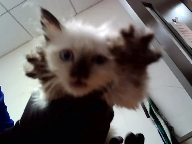 Kitten 3