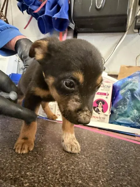 Adoptable Dog