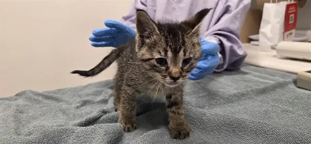 Adoptable Cat