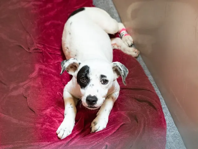 Adoptable Dog