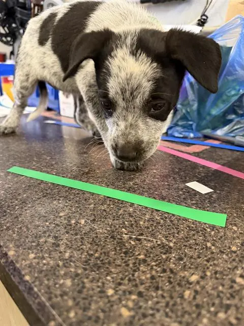 Adoptable Dog
