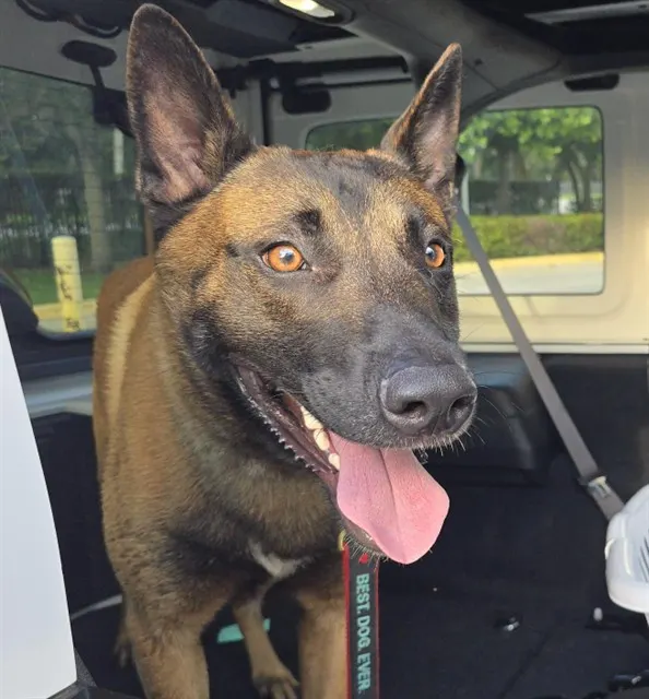 Adoptable Dog