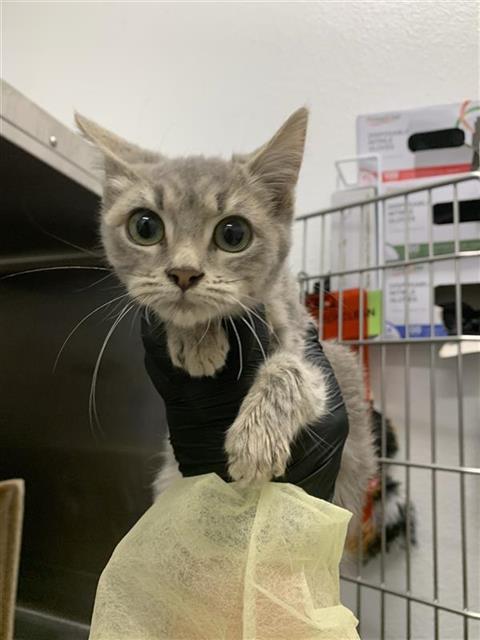 Adoptable Cat