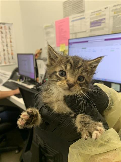 Adoptable Cat