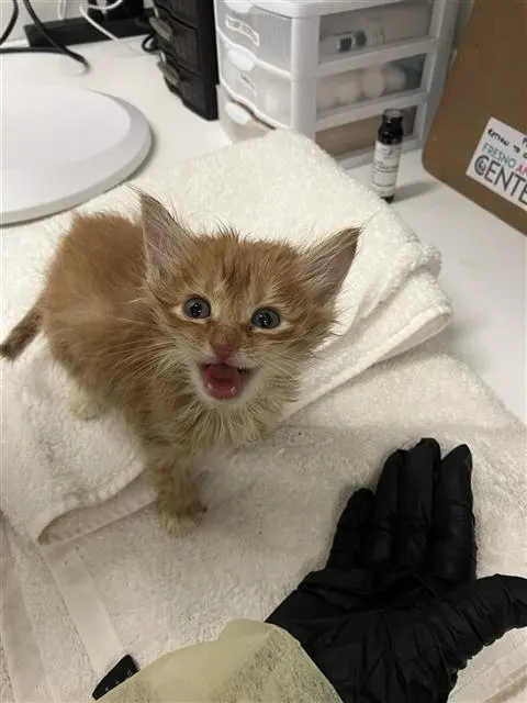 Adoptable Cat