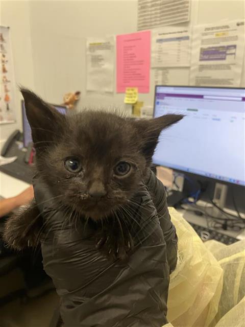 Adoptable Cat