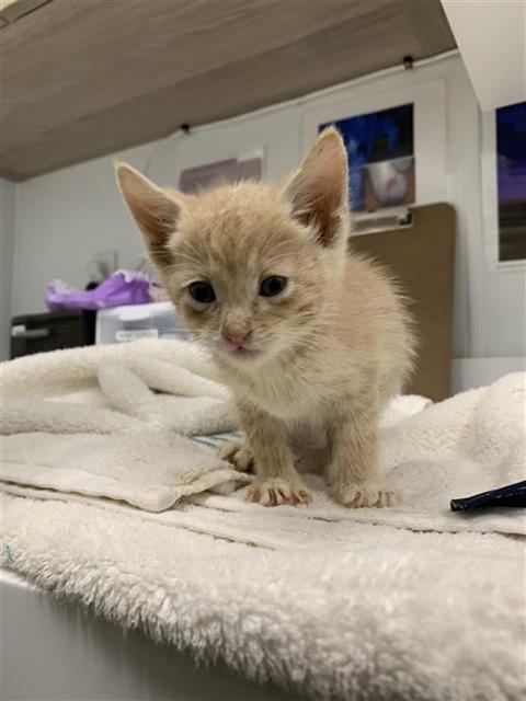 Adoptable Cat