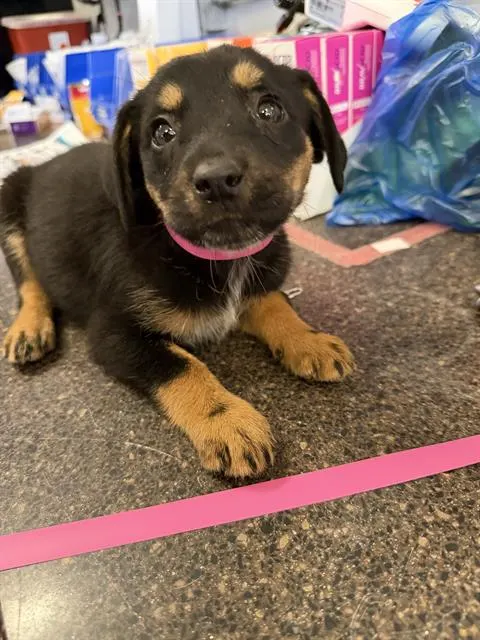 Adoptable Dog