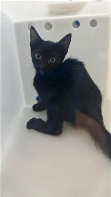 Salem