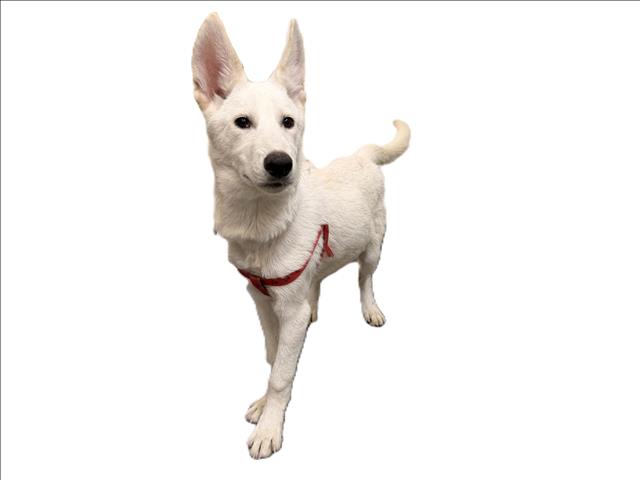 Bolt