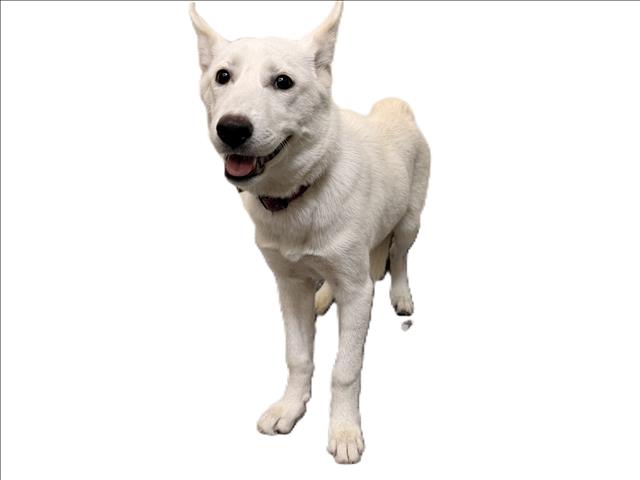 Nala