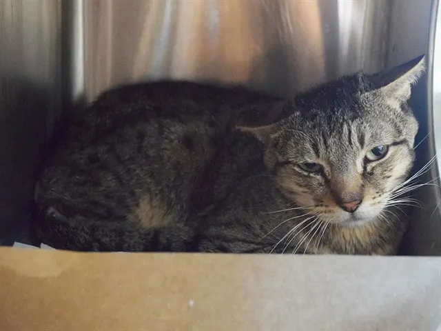 *Steele (Barn Cat