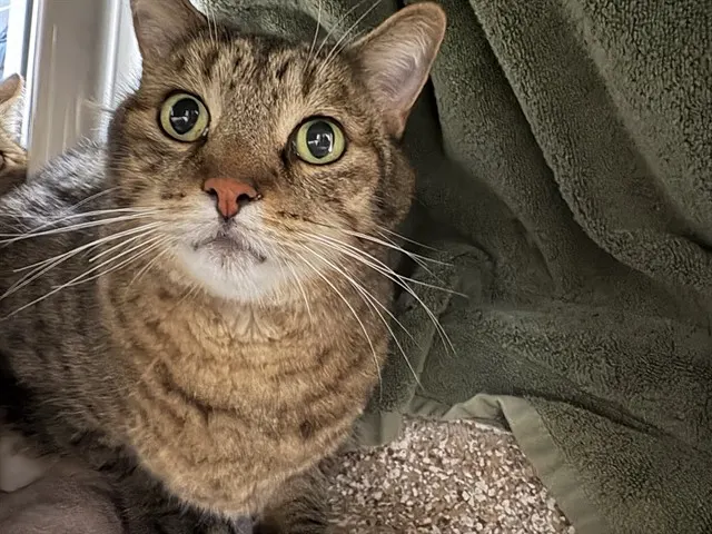Benji