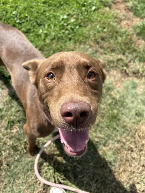 Brownie