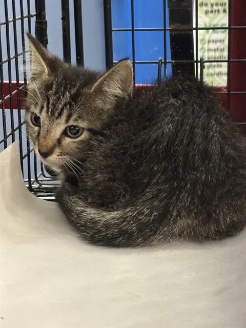 Adoptable Cat