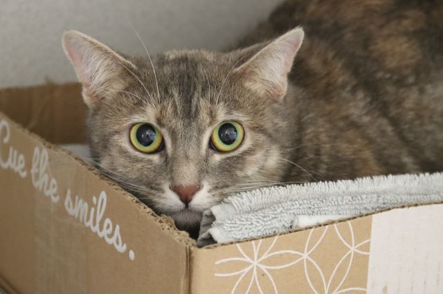 Tuna Luna
