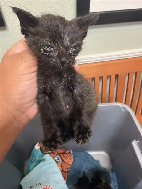 Adoptable Cat