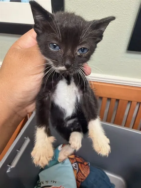 Adoptable Cat