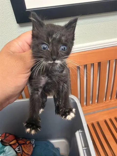 Adoptable Cat