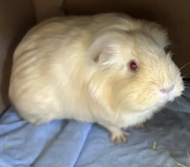 Bella