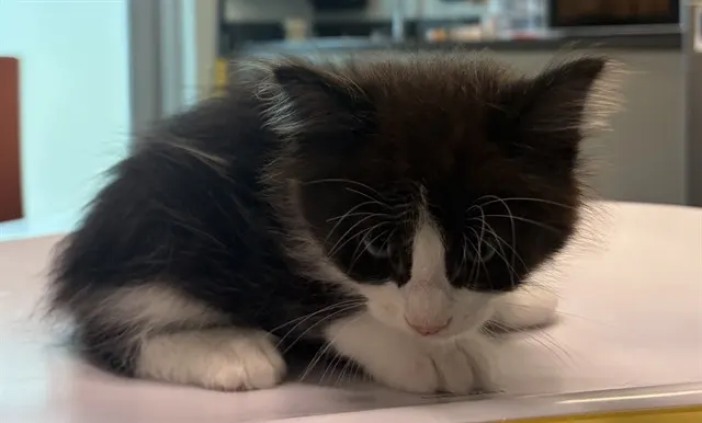 Tom